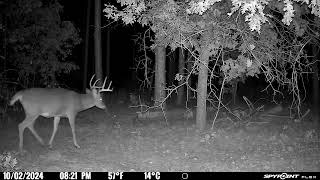 Great spypoint video of this beautiful buck wisconsin hunting outdoors [upl. by Sinnoda]