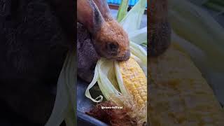 Kelinciku suka sekali jagung shortvideo rabbit kelinci hewanpeliharaan bunny feedshorts [upl. by Ahmar]