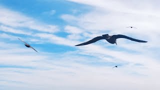 🌬️ Зграя Південних Гігантських буревісників 🦤 Розважаються у відкритому океані🌞🌅 [upl. by Katleen]