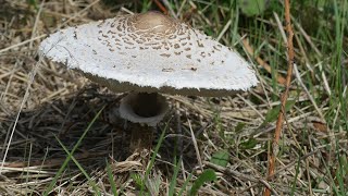 168 Appuie à fond sur le champignon [upl. by Atinrahc]