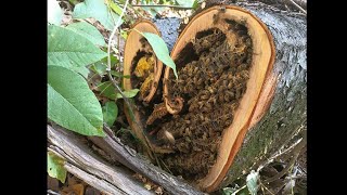 Heart Shaped Bee Colony Removal honeybees beekeeping heart [upl. by Giff]