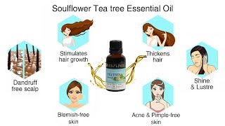 How to use Tea Tree Essential Oil to reduce acne dandruff Natural oils [upl. by Nitsa]