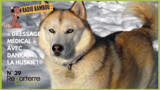 Radio Bambou 39  Démonstration de « dressage médical » avec Danka la huskie [upl. by Rochette]