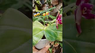 Phalaenopsis botanique 🥰 business orchidaceae plantas flowersorchidbrasilplantsorquideapedia [upl. by Jeffy]