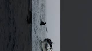 Humpback whale dancing around boat [upl. by Link]