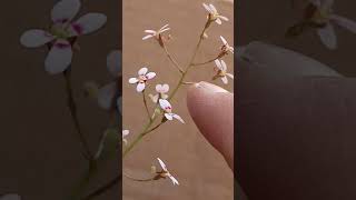 Australian trigger plant Stylidium caespitosum [upl. by Engapmahc]