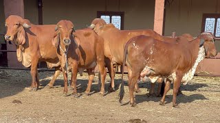 All cow for sale  7802865555 [upl. by Mafalda434]