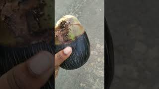 ताल फल 🍎 Tal fruit  ତାଳ ଫଳ  Ice apple  Odisha village life shortsviral shortvideo shorts [upl. by Isaiah118]