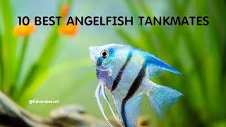 10 BEST ANGELFISH TANKMATES  FRESHWATER ANGELFISH TANKMATES [upl. by Aram]