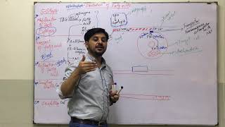 fatty acid oxidation steps  Activation of fatty acid  made easy  Dr khuram aziz lectures [upl. by Yenolem]