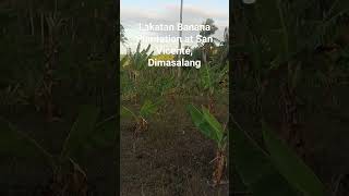 Lakatan banana plantation at San Vicente Dimasalang [upl. by Iror]