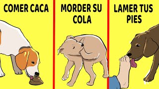 15 Comportamientos Extraños De Los Perros Explicados [upl. by Cence]