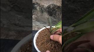 experience in propagating plants from stems [upl. by Lehcear]