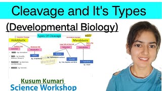 Cleavage and Its Types  Cleavage Pattern Developmental Biology  BSc  By Kusum  Science Workshop [upl. by Saoj]