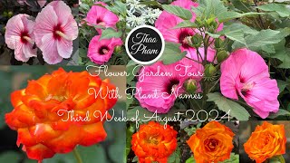 Flower Garden Tour  Third Week of August 2024 in zone 5 [upl. by Avictor]