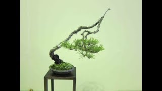 Bunjin  Bonsai Style Series [upl. by Hurwitz]