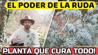 🌿Que ENFERMEDADES Cura La RUDA Que NUNCA Te Falte En Casa  Propiedades Planta De Ruda [upl. by Tippets104]