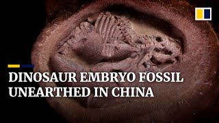 Perfectly preserved hadrosaurus embryo fossil discovered in China [upl. by Bondie]