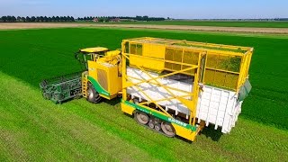 Parsley Harvesting  Ploeger MKC2TR container mower  Peterselie maaien loonbedrijf Maverko [upl. by Aysa]