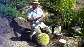 repotting a large barrel cactus safelyMOV [upl. by Paolo]