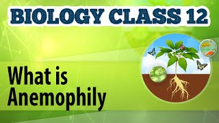 What Is Anemophily  Reproduction in Plants  Biology Class 12 [upl. by Buffy]