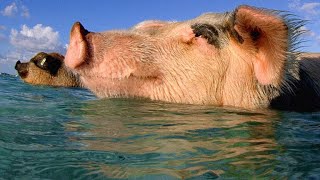 These Swimming Pigs Live a Cushy Lifestyle in the Bahamas [upl. by Gerdy658]