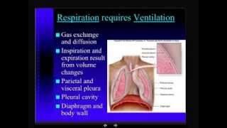 Anatomy  Respiratory System  Part 3 [upl. by Sev131]