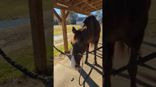 Funny Horse What a Goof Ball  FEI Lusitano  horse short dressagehorse [upl. by Leiruh]