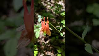 Wild Columbine Flower Martins Valley Tract Simcoe County Forest in Tiny Township ON Canada [upl. by Venetis]