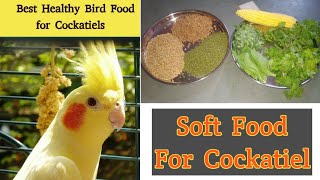 Cockatiel Soft Food  Cockatiel Diet Full Information In Hindi [upl. by Bowen702]