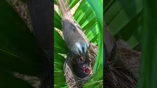 Yellow Vented Bulbul Feeding Baby Bird and Eating Feces – Bulbul Nest Hides in Areca Palm [upl. by Kciredorb807]