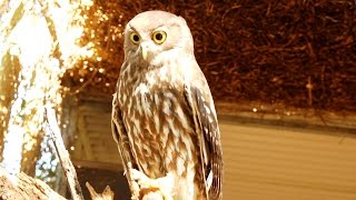 Australias Barking Owl calling [upl. by Lletnuahs365]