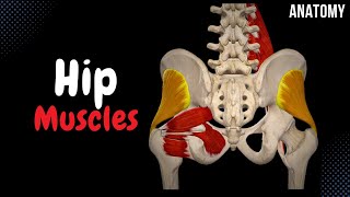 Muscles of the Hip Groups Origin Insertion Function [upl. by Yrakcaz]