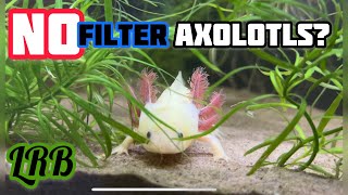 Are Axolotls That Sensitive or Hard to Keep [upl. by Leynad]