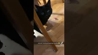 black cat behaviour cats funny jschlatt gawrgura catshorts memes wwe aww cat kitty [upl. by Anelyak]