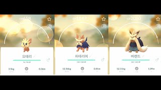 포켓몬고 요테리 진화 하데리어 바랜드 Lillipup Herdier Stoutland Pokémon GO [upl. by Akihsar11]