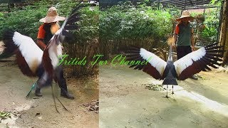 Crowned Crane Dance [upl. by Rednal]