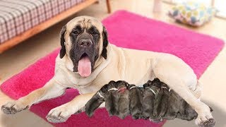 English mastiff dog giving birth to cute puppies for the first time [upl. by Kort]