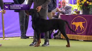 Black and Tan Coonhounds  Breed Judging 2024 [upl. by Eppesiug]