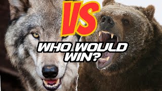 Bear vs Wolf Pack Showdown  Natures Epic Battle Unveiledquot [upl. by Eibur390]