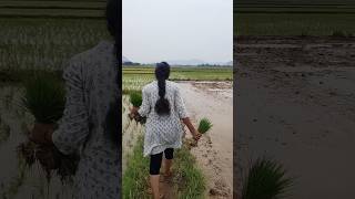 shorts youtubeshorts trending viral santhuisha ytshorts trendingshorts [upl. by Oivatco]