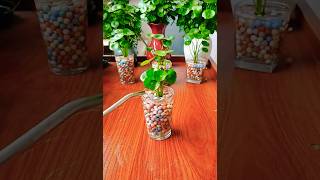 Best Water Plant for Indoor Gardens Decoration  Water Plants Propagate in Water Tips [upl. by Terhune]