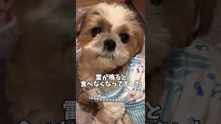 こんなかわいい時代がうちのわんこにもありましたよ…w🐶シーズーわんこ犬いぬ小型犬 [upl. by Eliathan620]