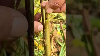 Try this Grafting Methods plants grafting tree graft nature farming fruittrees yt shorts [upl. by Margarette]