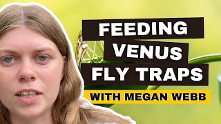 How To Feed A Venus Fly Trap Tips From Megan Webb [upl. by Greerson]