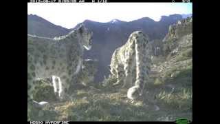 A Snow Leopard Family Gathering [upl. by Accissej397]