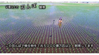 この田んぼで微生物を１兆５０００億万匹以上飼育してます。観察します [upl. by Rysler]