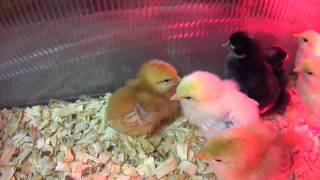 Brooder Chicks 1 Week Old [upl. by Joycelin]