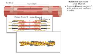 Muscle cell structures  actin myosin and titin filaments [upl. by Smada]