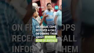 Buffalo Head Thrown Outside Hanuman Temple In Delhi [upl. by Vano]